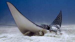 Eagle Ray